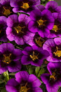 Calibrachoa Eyecatcher Purple