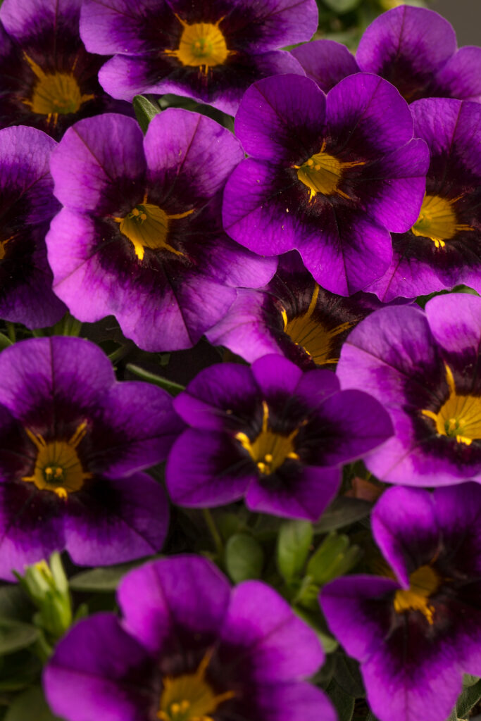 Calibrachoa Eyecatcher Purple