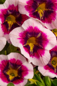 Calibrachoa Eyecatcher Rose