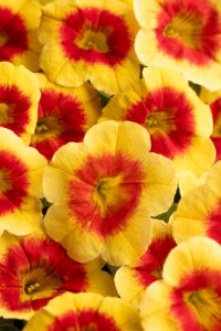 Calibrachoa Eyecatcher Sunspot