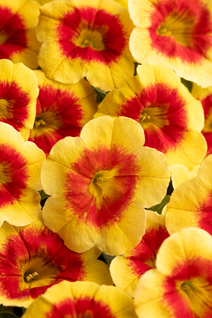 Calibrachoa Eyecatcher Sunspot