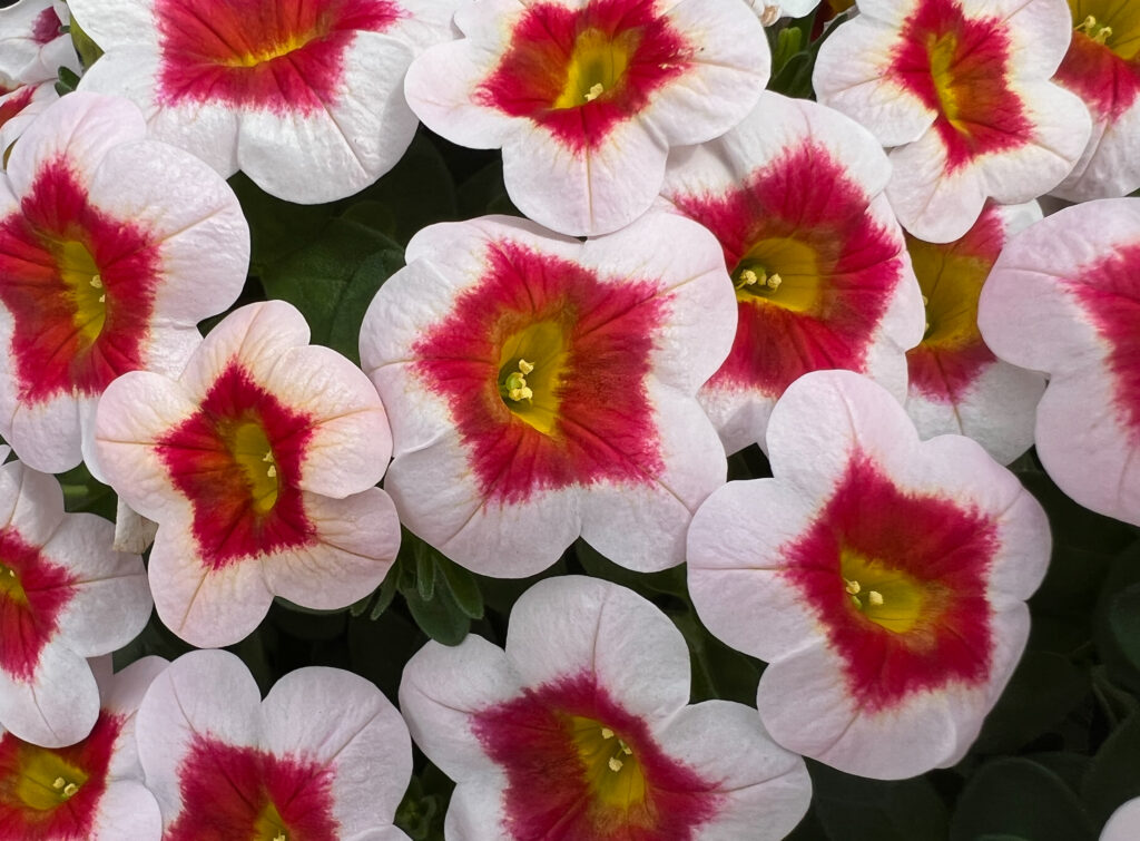 Calibrachoa Eyecatcher White