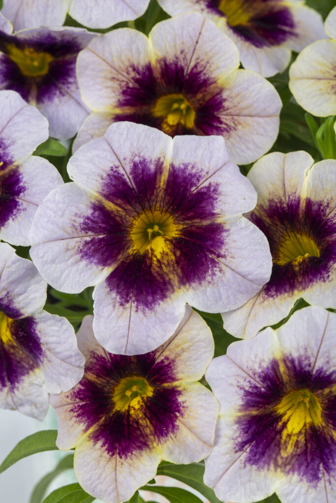 Calibrachoa Eyecatcher Plum