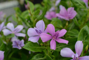 Catharanthus Soiree Double Orchid