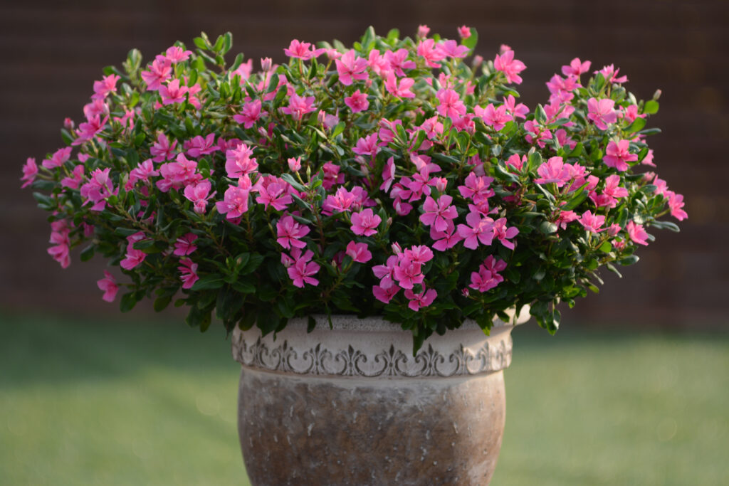 Catharanthus Soiree Double Pink