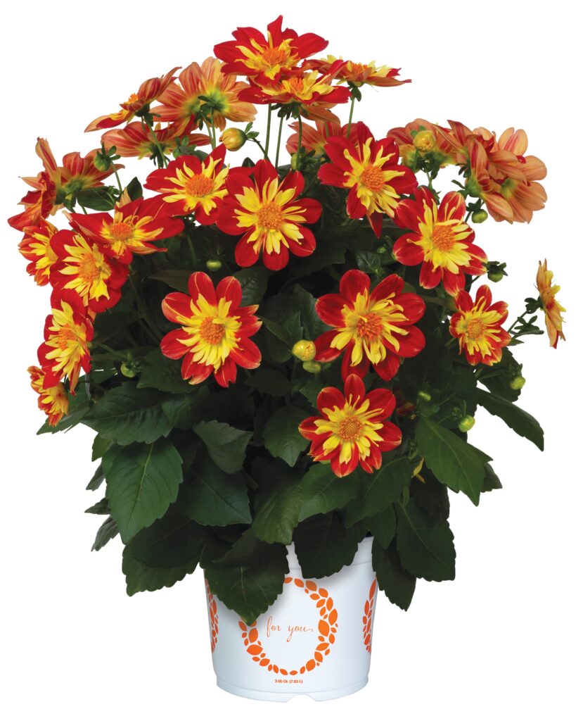 Dahlia Summer Bees Red Star