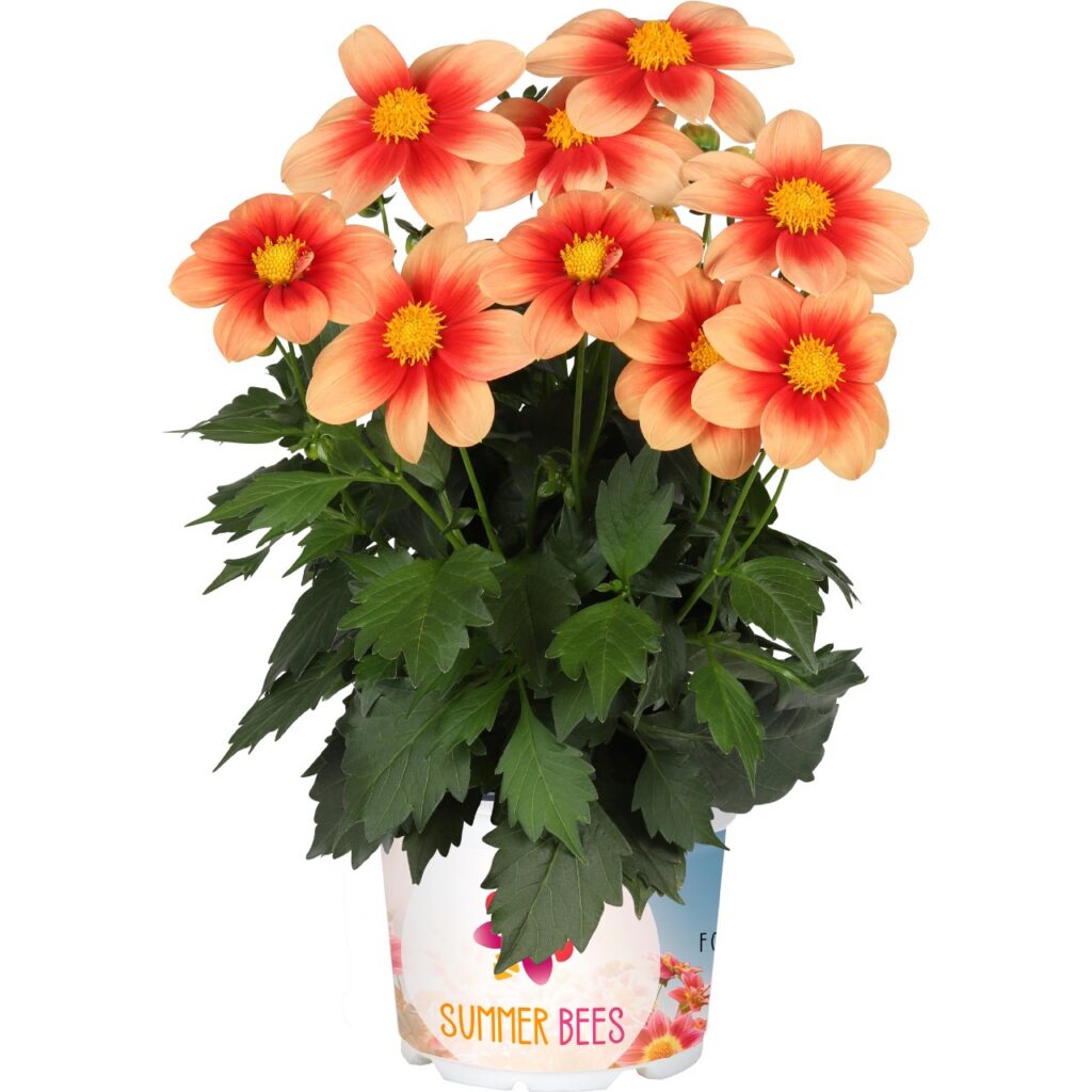 Dahlia Summer Bees Salmon Bicolor