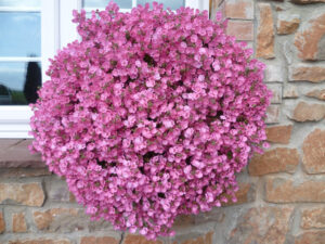 Diascia Little Dancer (Little Dragon Pink)