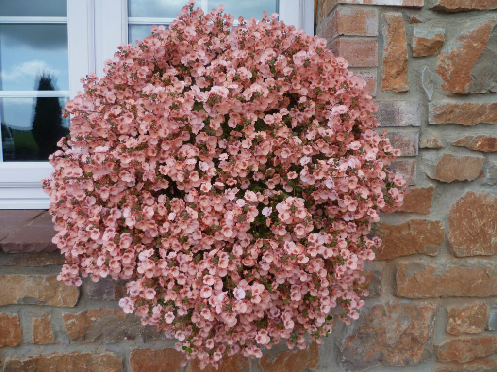 Diascia Little Dazzler (Little Dragon Light Coral)