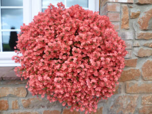 Diascia Little Dragon Dark Coral