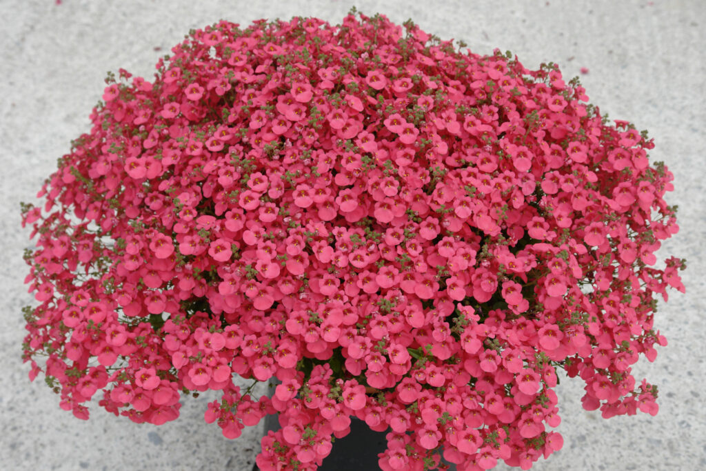 Diascia Little Dreamer (Little Dragon Bright Pink)