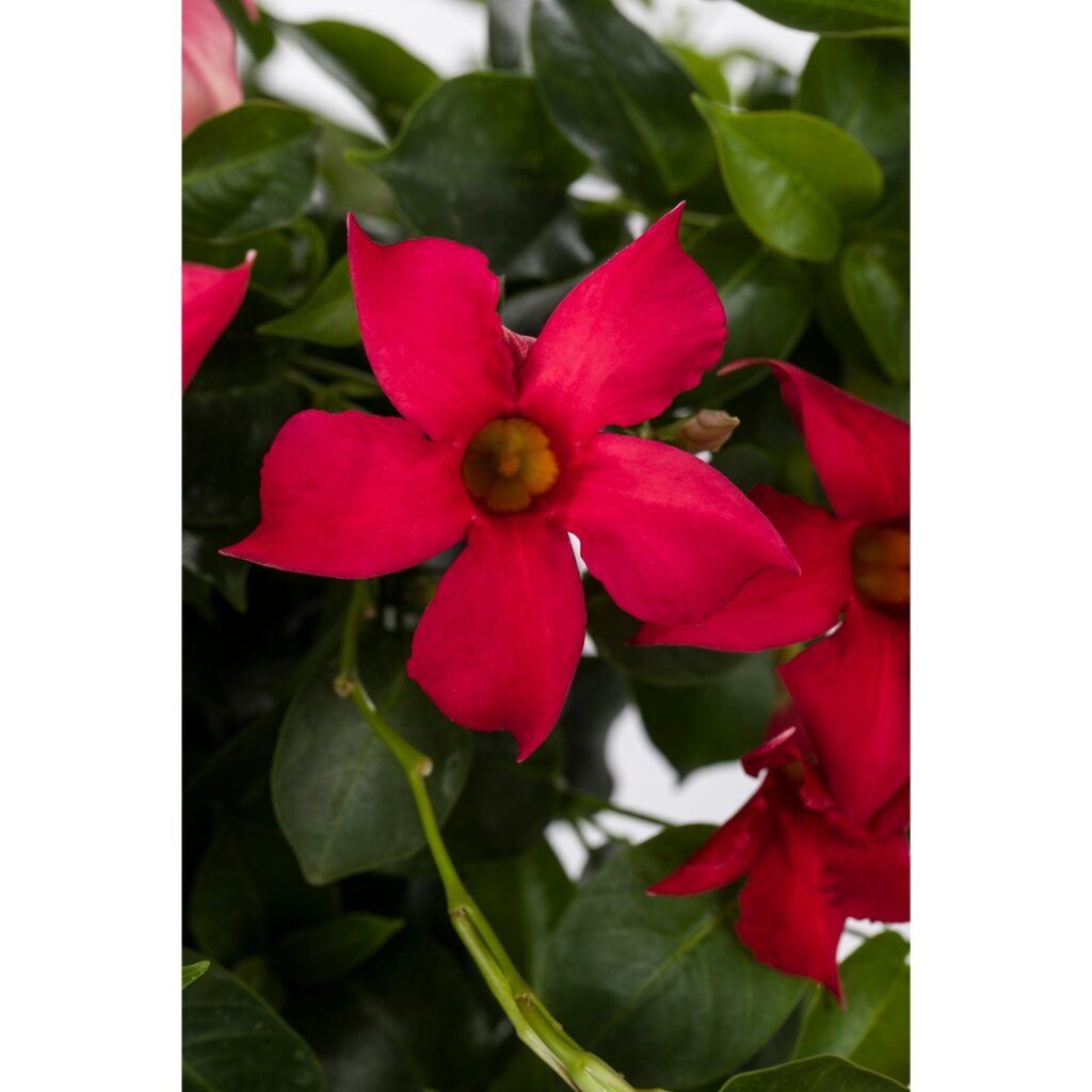 Dipladenia Flordenia Dark Red