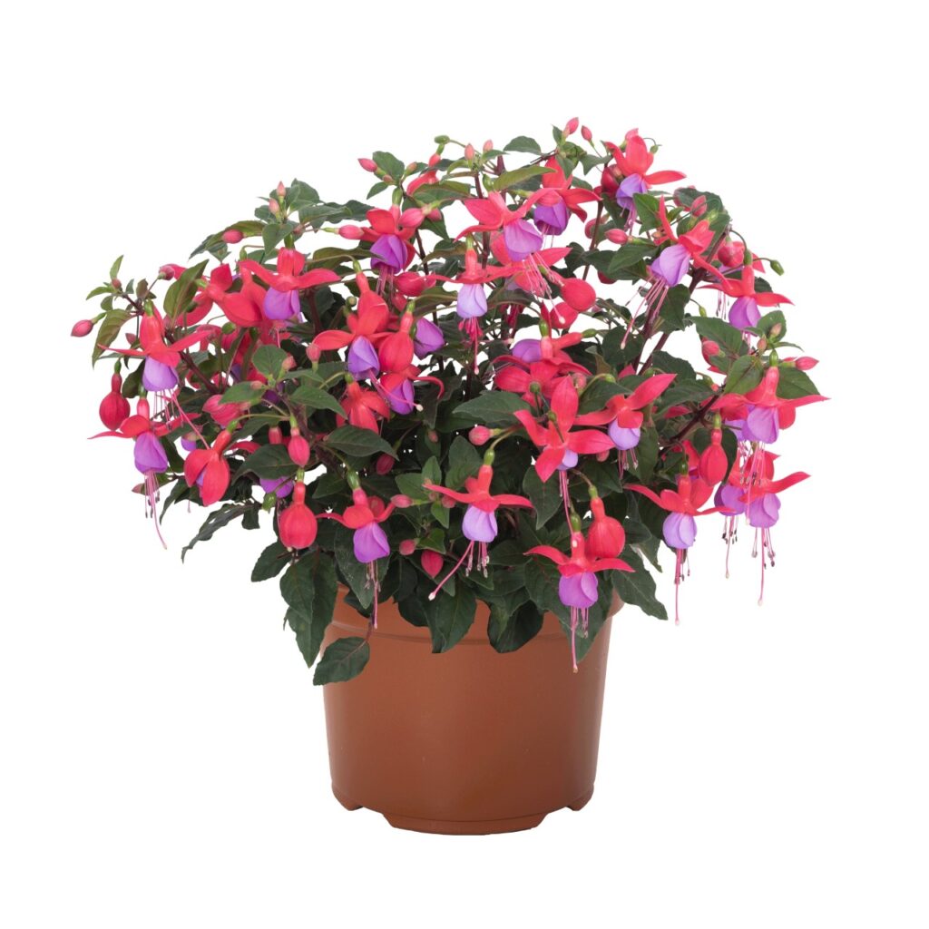 Fuchsia Ballerina Pique