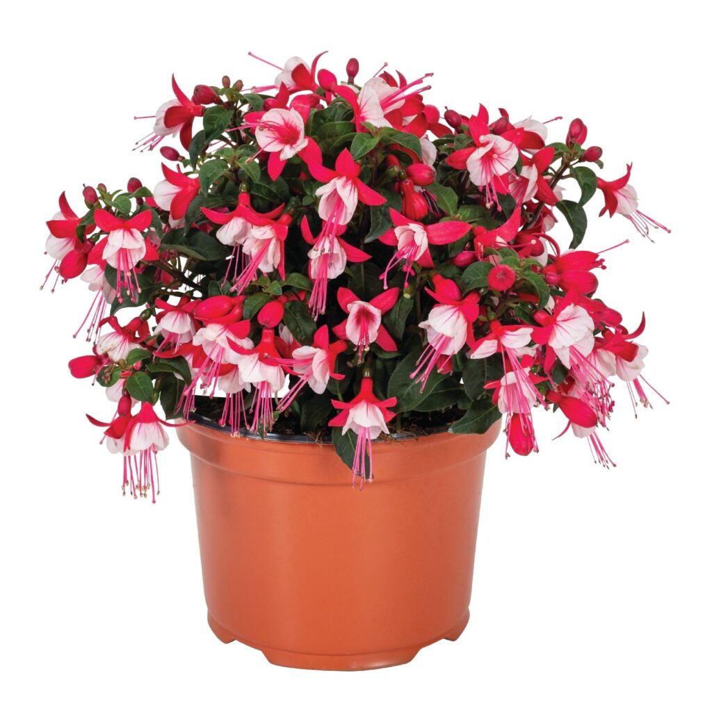 Fuchsia Ballerina Releve