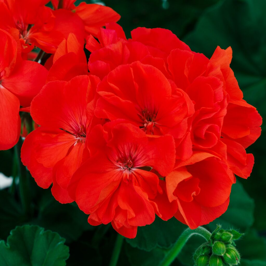 Geranium Int Mantra Coral