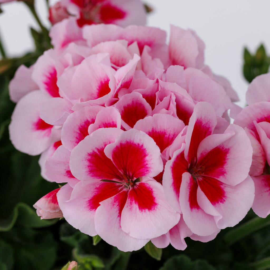 Geranium Moxie Strawberry Splash