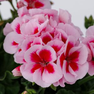 Geranium Moxie Strawberry Splash