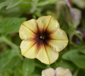 Petunia Cascadias Autumn Mystery