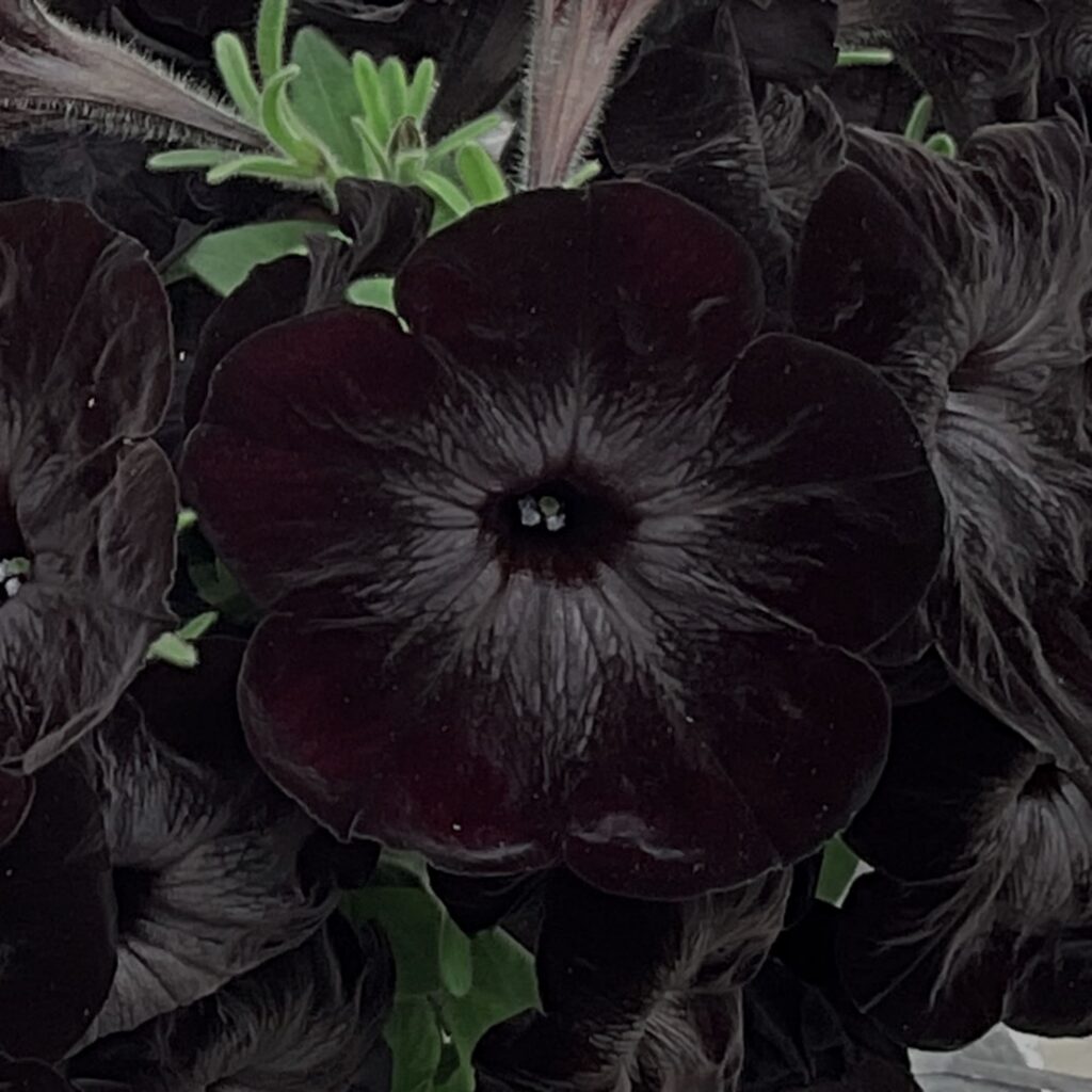 Petunia Fun House Black Widow