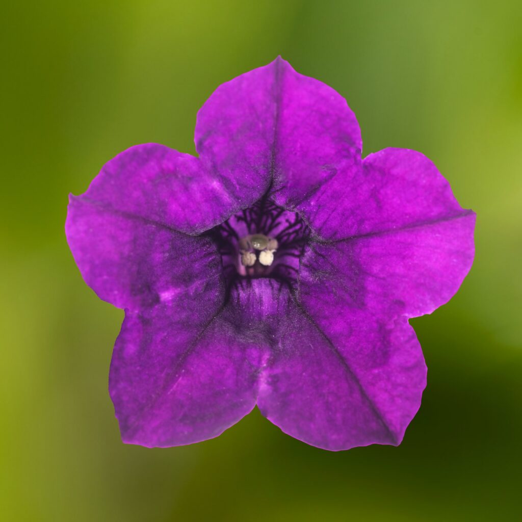 Petunia Itsy Blue