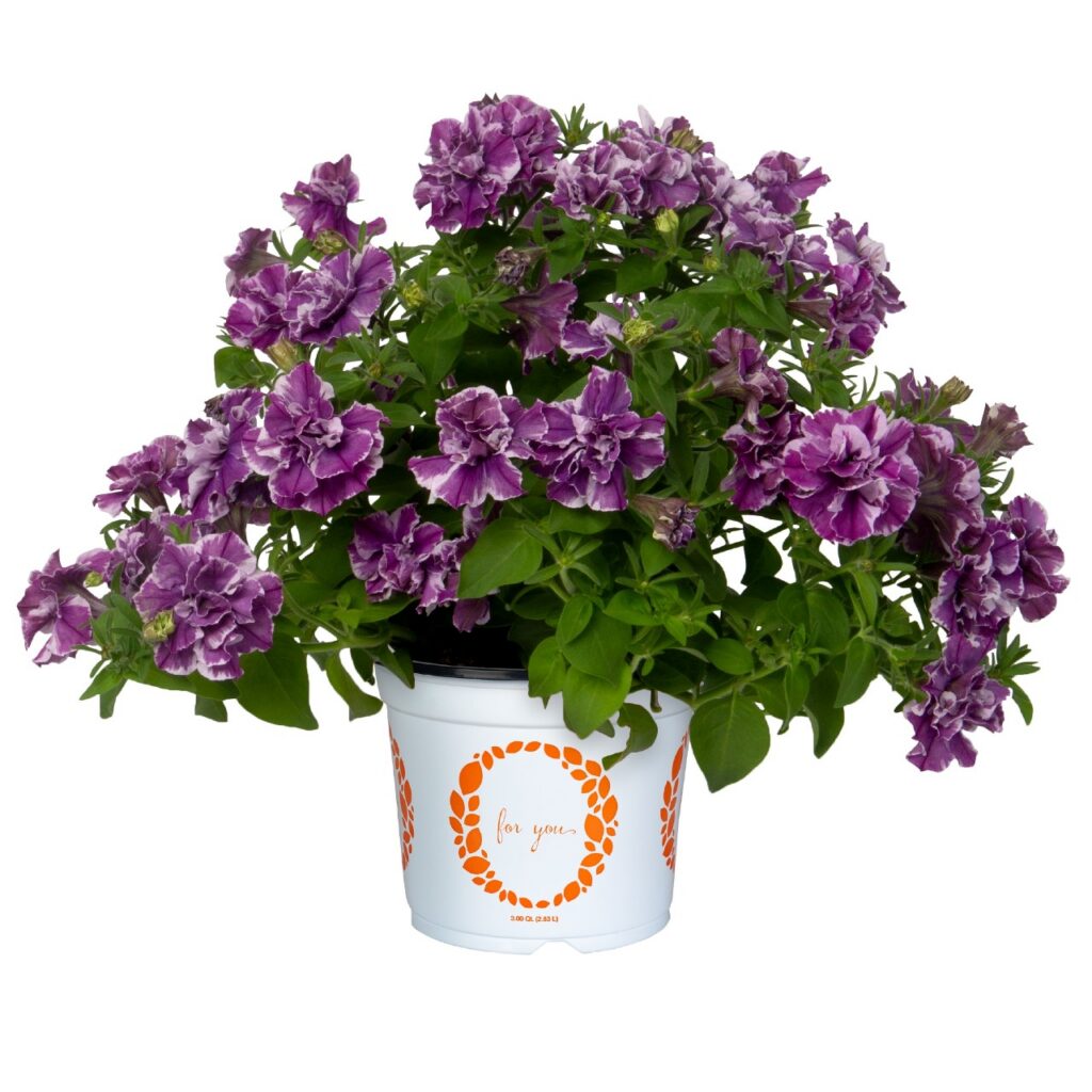 Petunia Origami Marvelous Blue