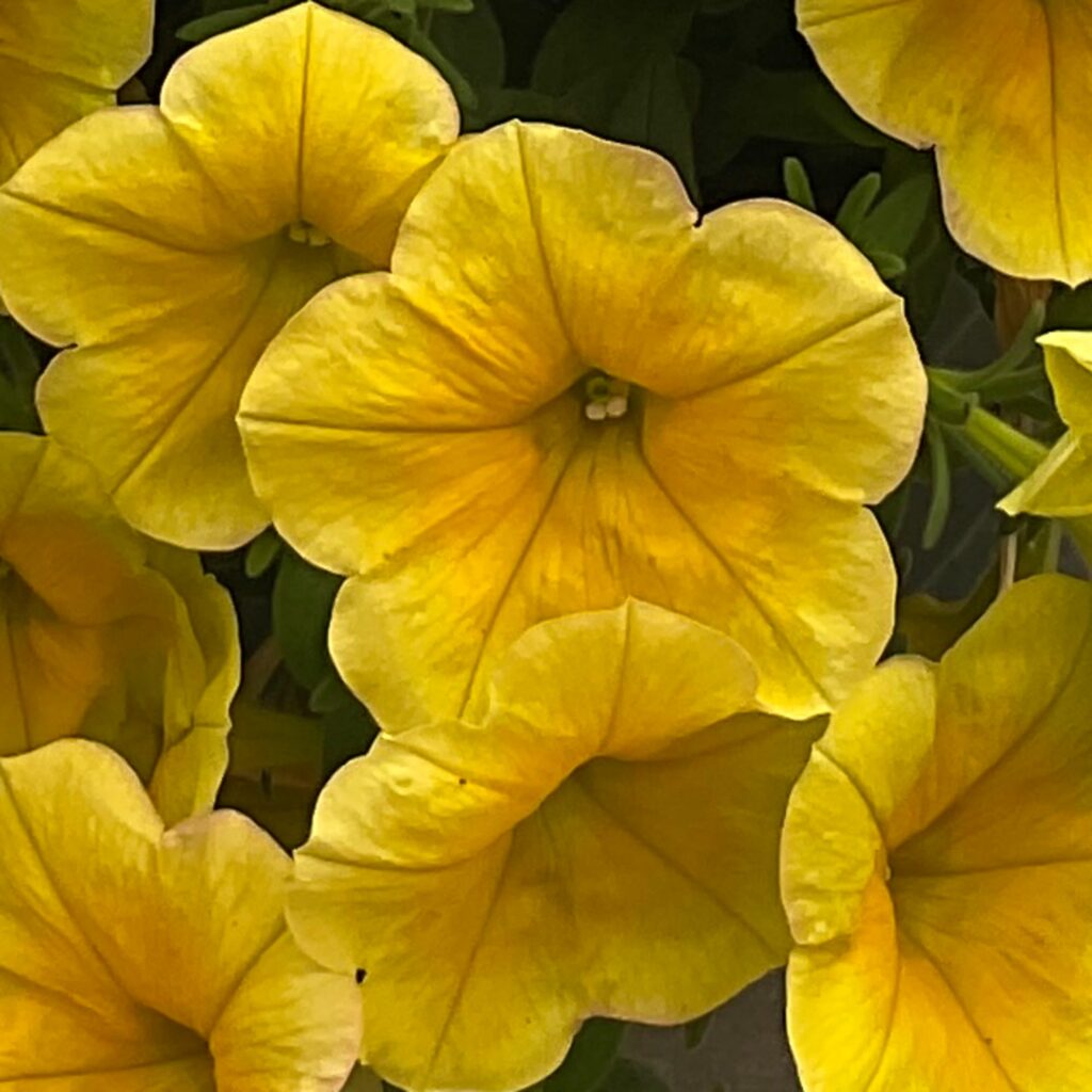 Petunia Sanguna Sunshine