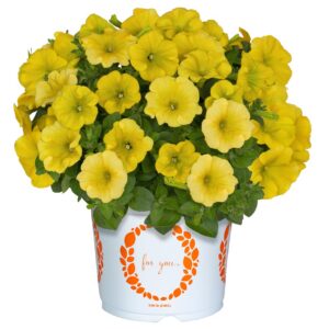 Petunia Suprise Canary Yellow