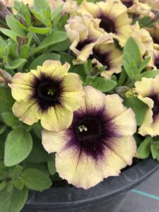 Petunia Surfinia Heavenly Blackberries & Cream