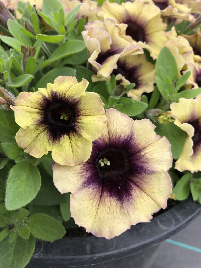 Petunia Surfinia Heavenly Blackberries & Cream
