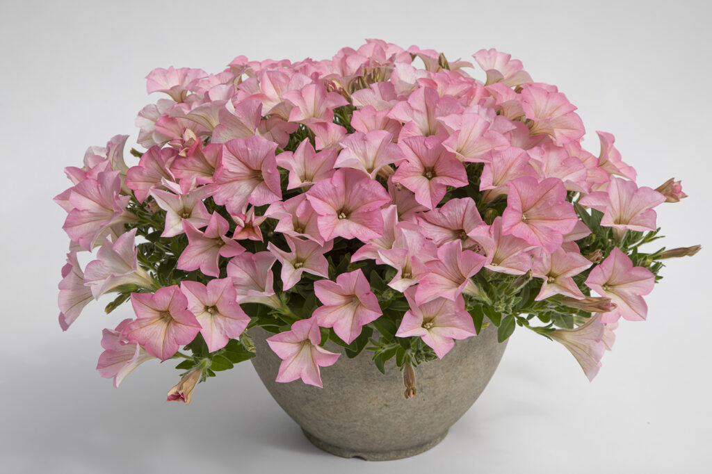 Petunia Surfinia Heavenly Cashmere Pink