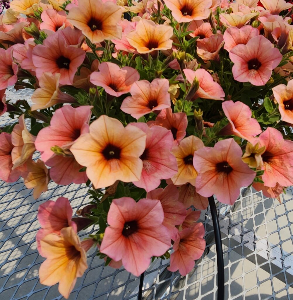 Petunia Surfinia Heavenly Peach Horizon