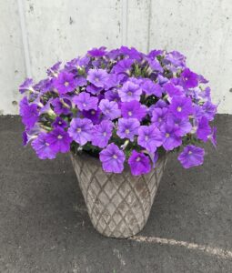 Petunia Surfinia Sky Blue