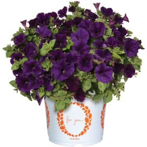 Petunia Surprise Cobalt Blue