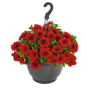 Petunia Surprise Fire Engine Red