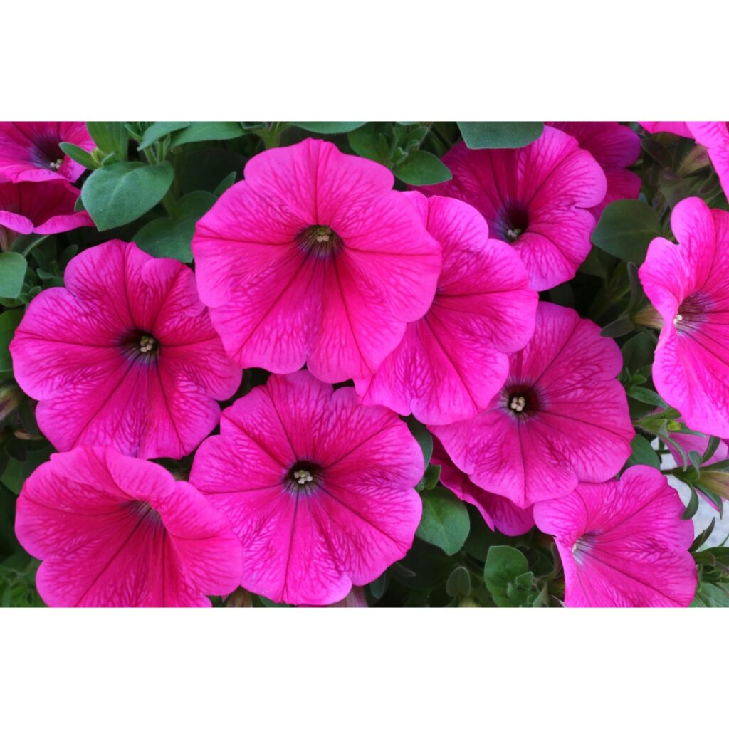 Petunia Surprise Hot Pink