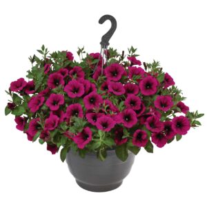 Petunia Surprise Kardinal