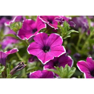 Petunia Surprise Magenta Halo