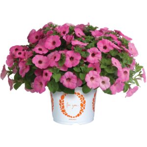 Petunia Surprise Pinkalicious