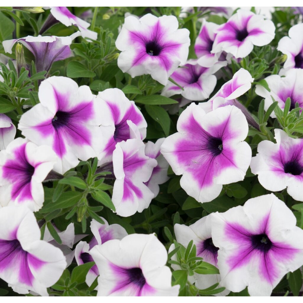 Petunia Surprise Purple Dance