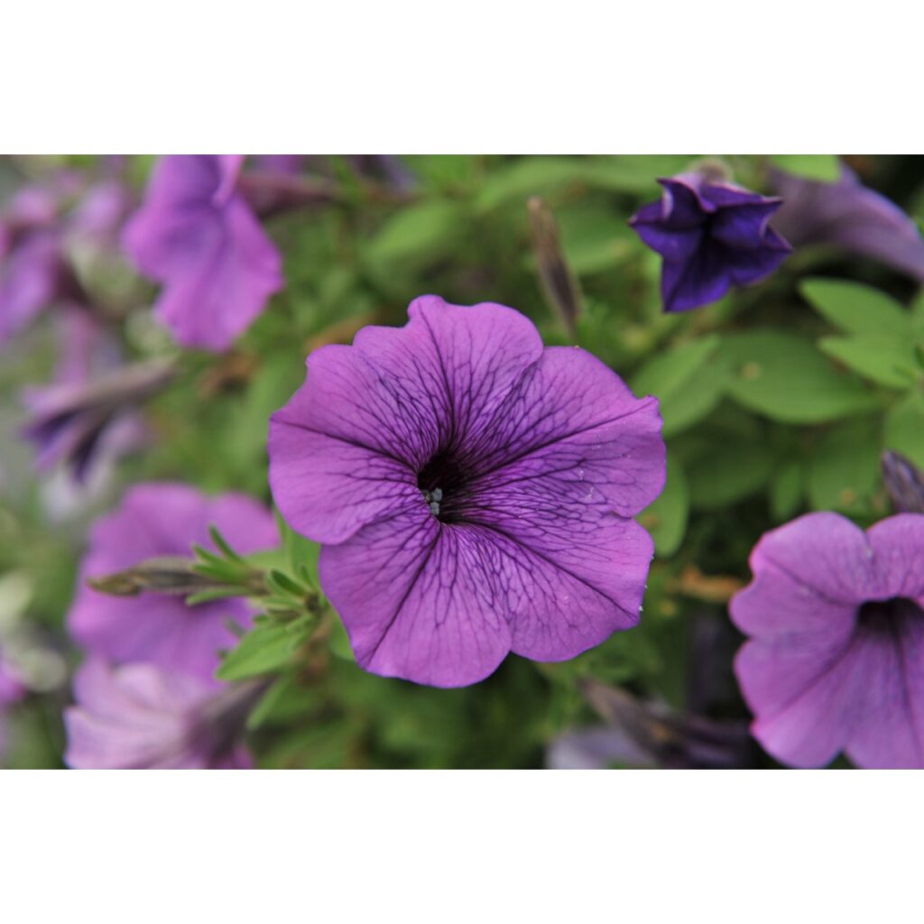 Petunia Surprise Purple Sky