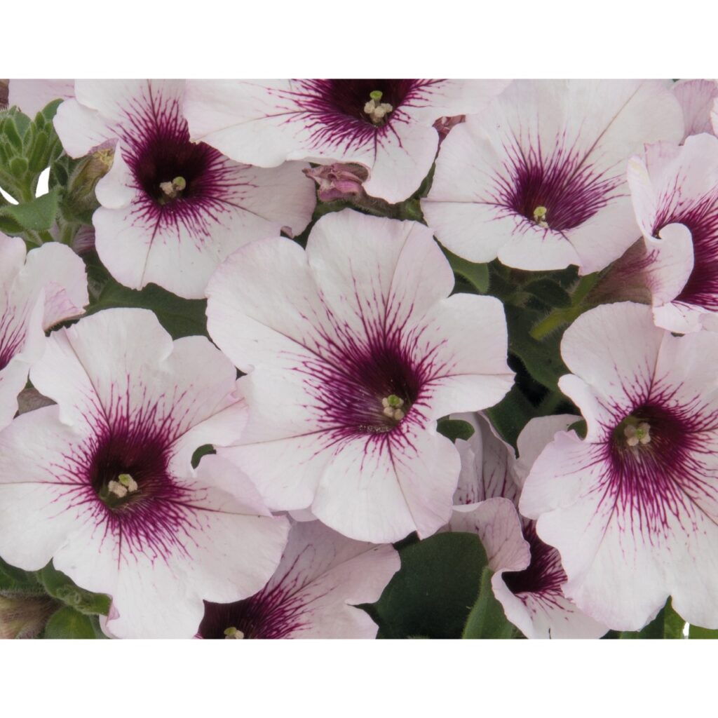 Petunia Surprise White Orchid