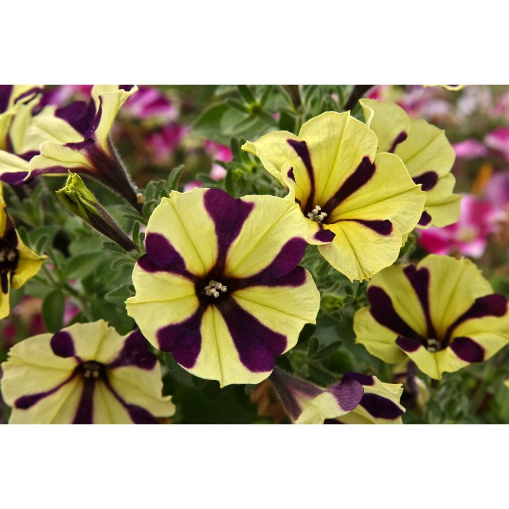 Petunia Surprise Windmill Black