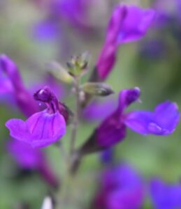 Salvia Tanami Blue