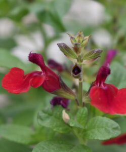 Salvia Tanami Red