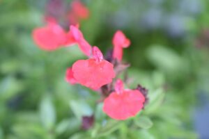 Salvia Tanami Salmon