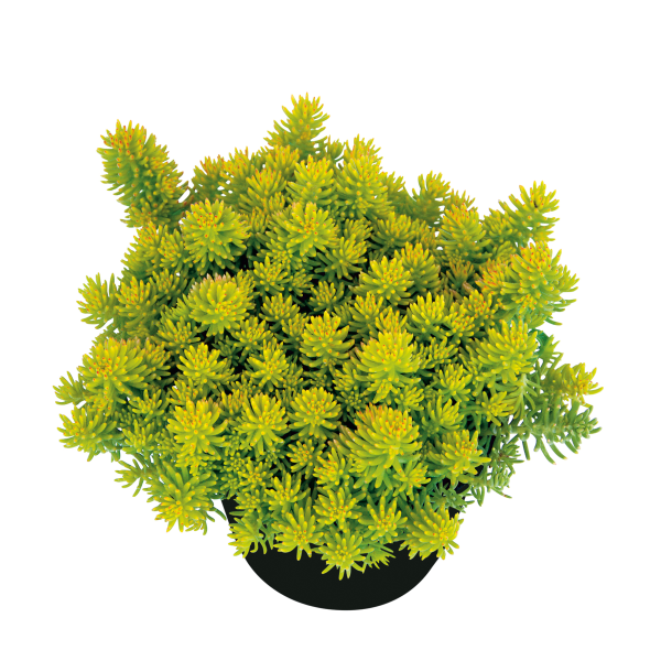 Sedum Reflexum Yellow Cushion