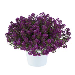 Lobularia Compact Stream Purple