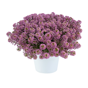 Lobularia Compact Stream Rose