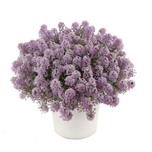 Lobularia Compact Stream Violet