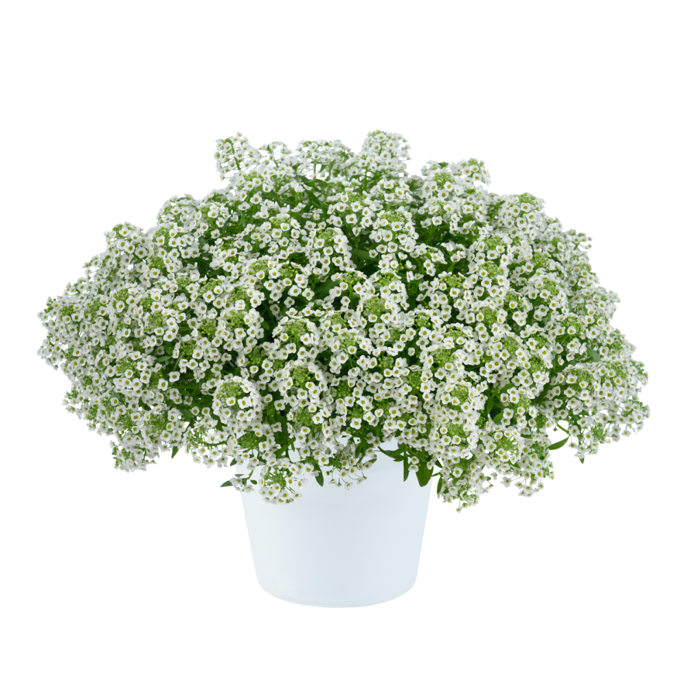 Lobularia Compact Stream White